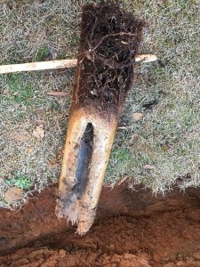 sewer line growth